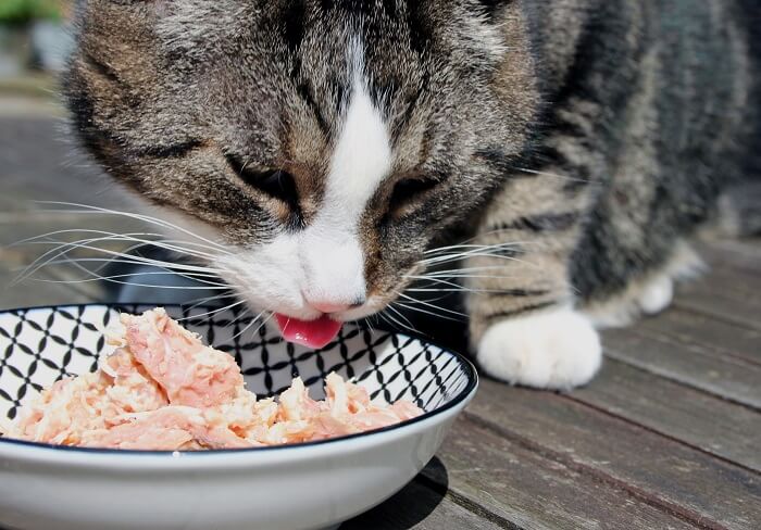🐱 Easy Homemade Cat Food Recipe 🍗🦴