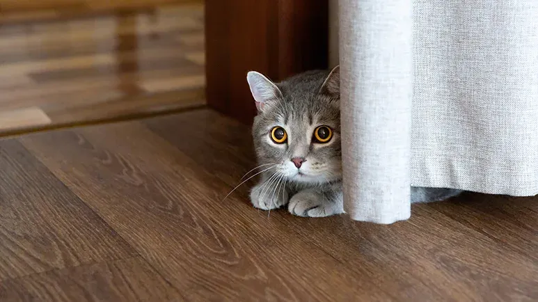 🐾 Behaviors That Stress Your Cat Like Crazy 🙀
