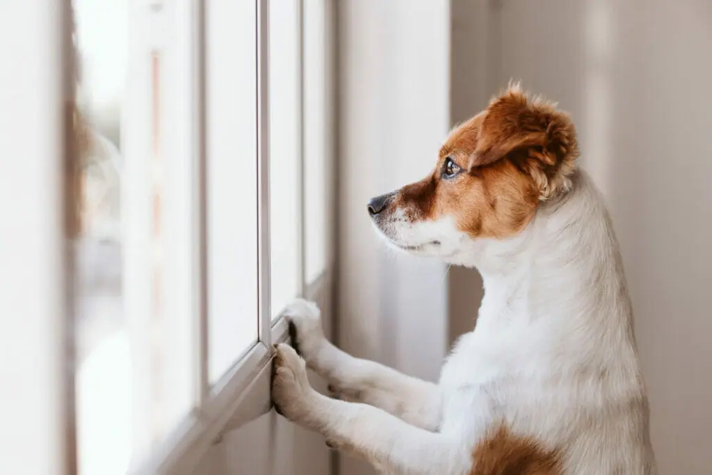 🐾 Tips To Prepare Your Dog For Alone Time 🏡