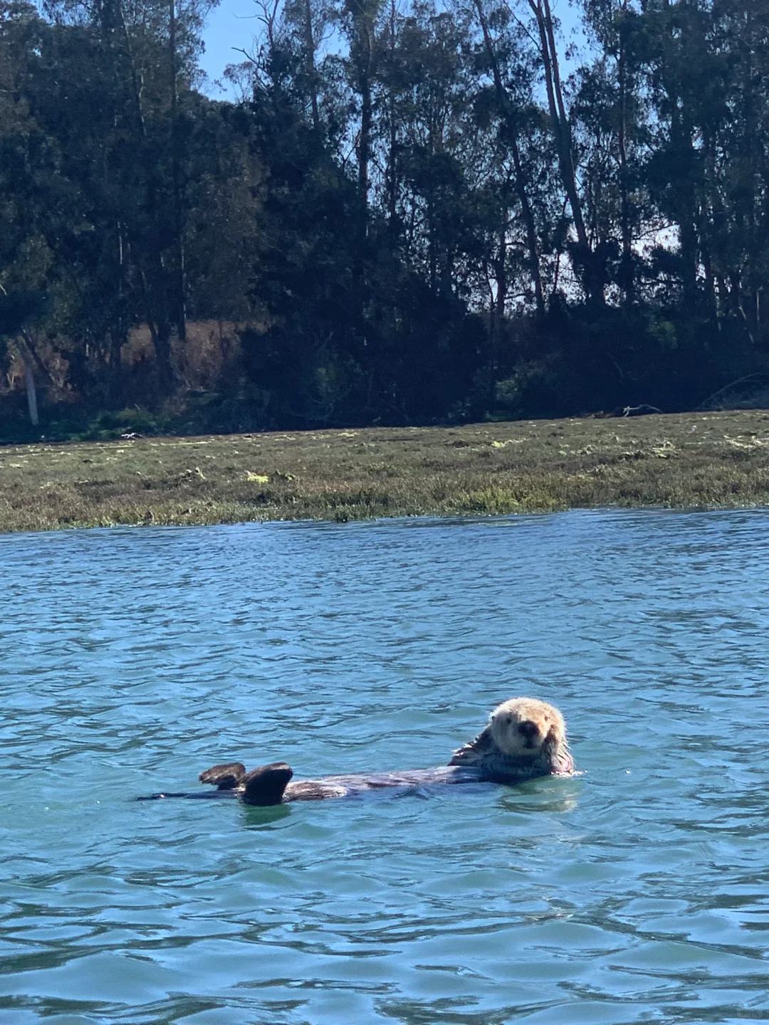 🚣‍♀️ California | Take a boat ride to see adorable sea otters 🦦🌊