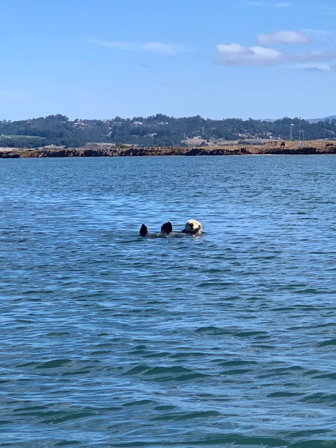 🚣‍♀️ California | Take a boat ride to see adorable sea otters 🦦🌊