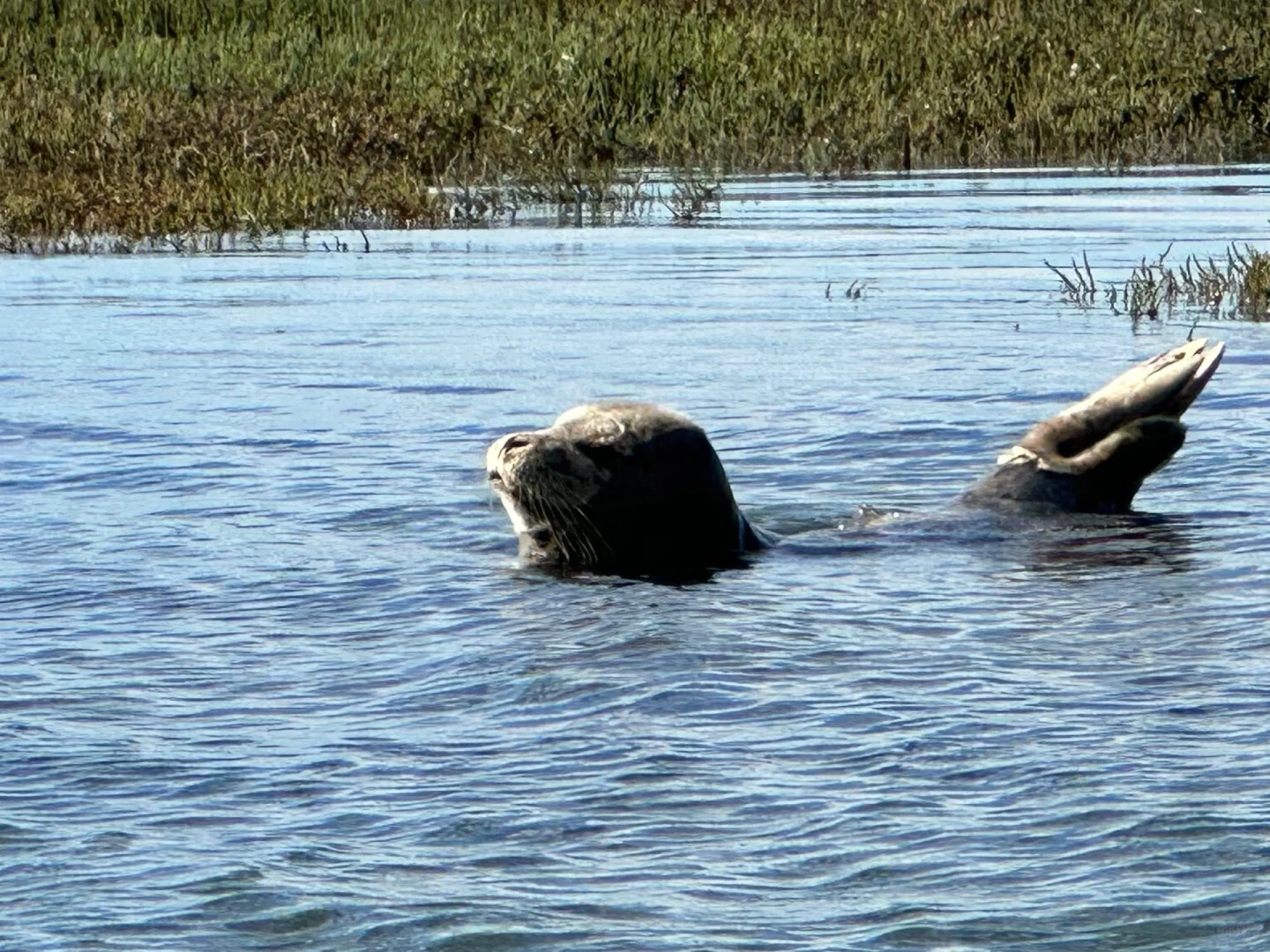 🚣‍♀️ California | Take a boat ride to see adorable sea otters 🦦🌊