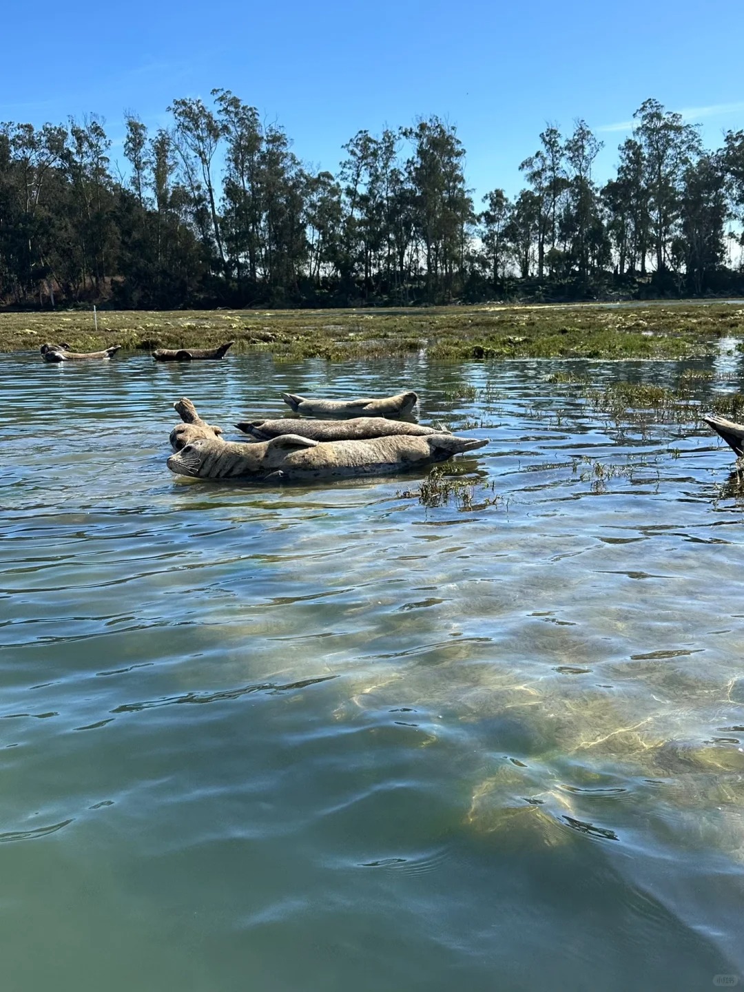 🚣‍♀️ California | Take a boat ride to see adorable sea otters 🦦🌊