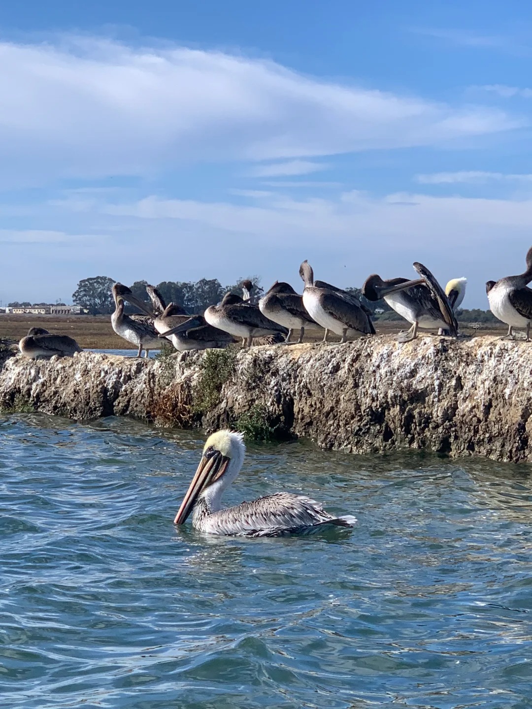 🚣‍♀️ California | Take a boat ride to see adorable sea otters 🦦🌊