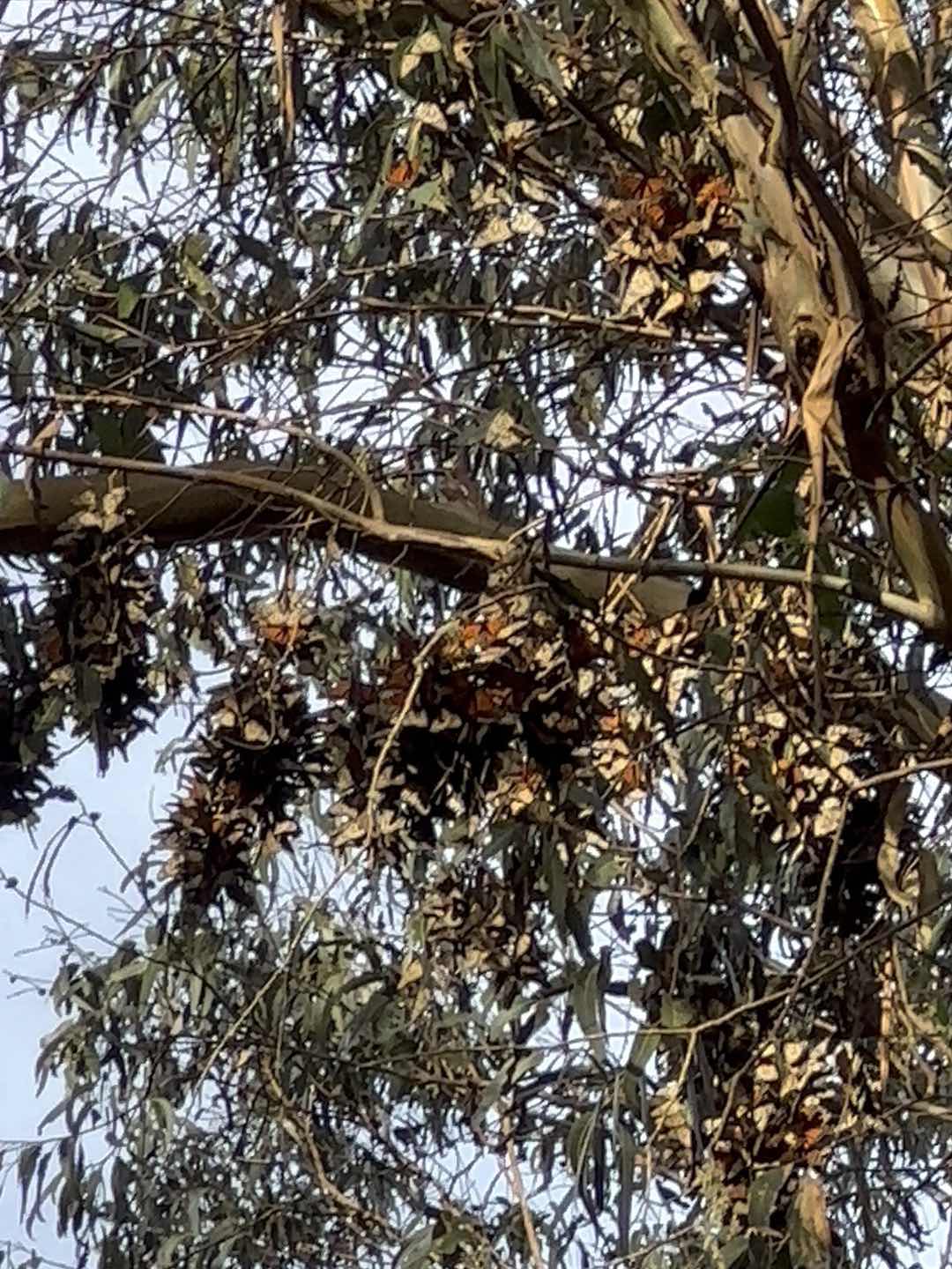 🦋Hidden Gem: Monarch Butterfly Nature Preserve