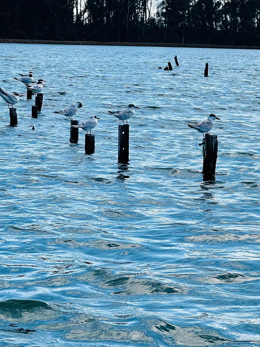 🚣‍♀️ California | Take a boat ride to see adorable sea otters 🦦🌊