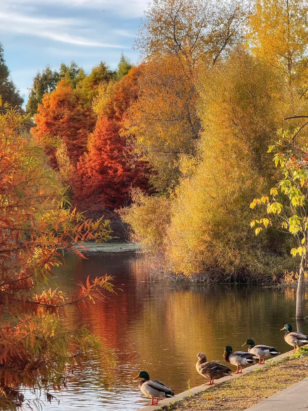 Lesser-known trail in the Bay Area that offers stunning autumn colors
