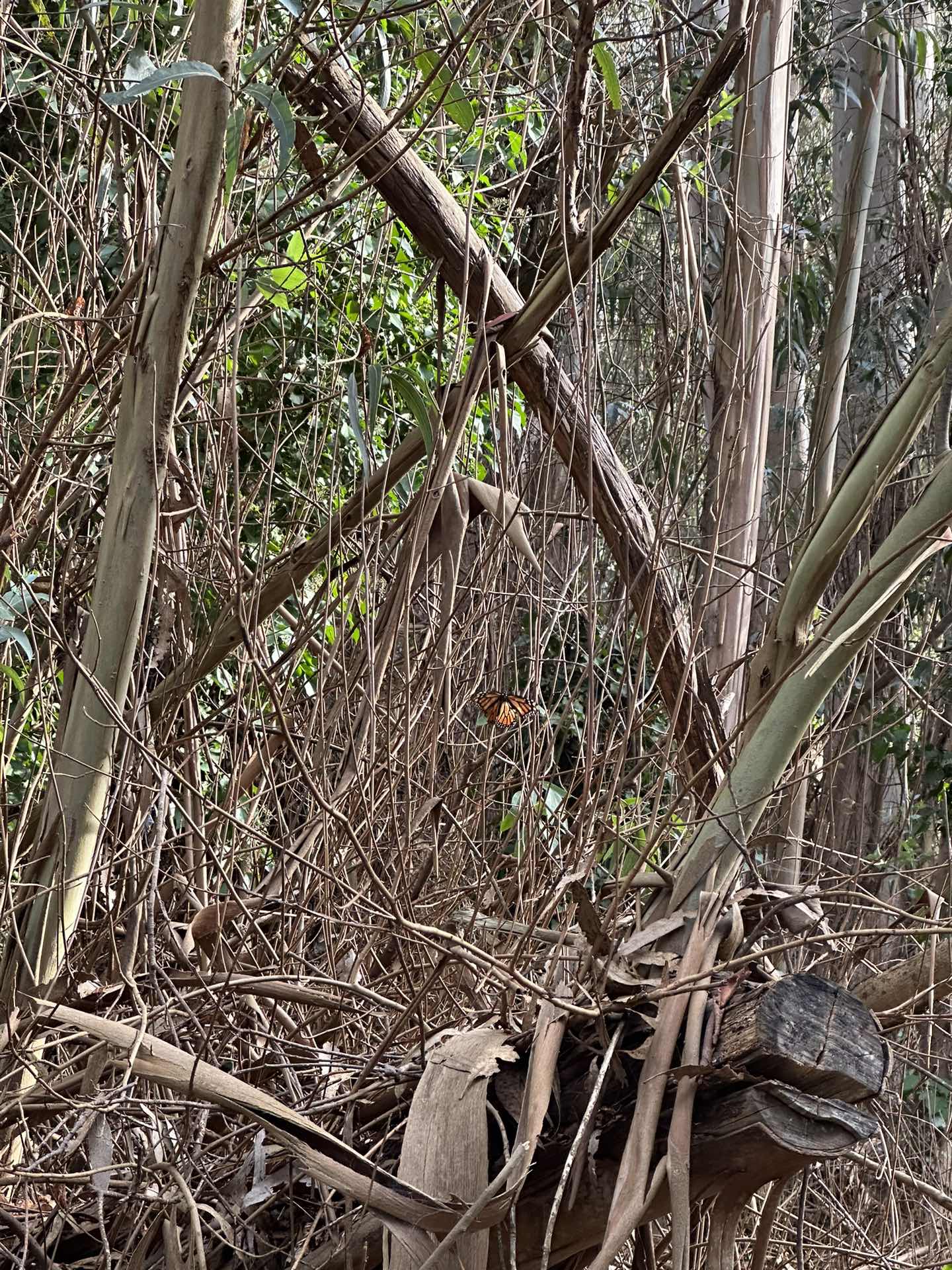🦋 Monarch Butterfly Nature Preserve 🦋