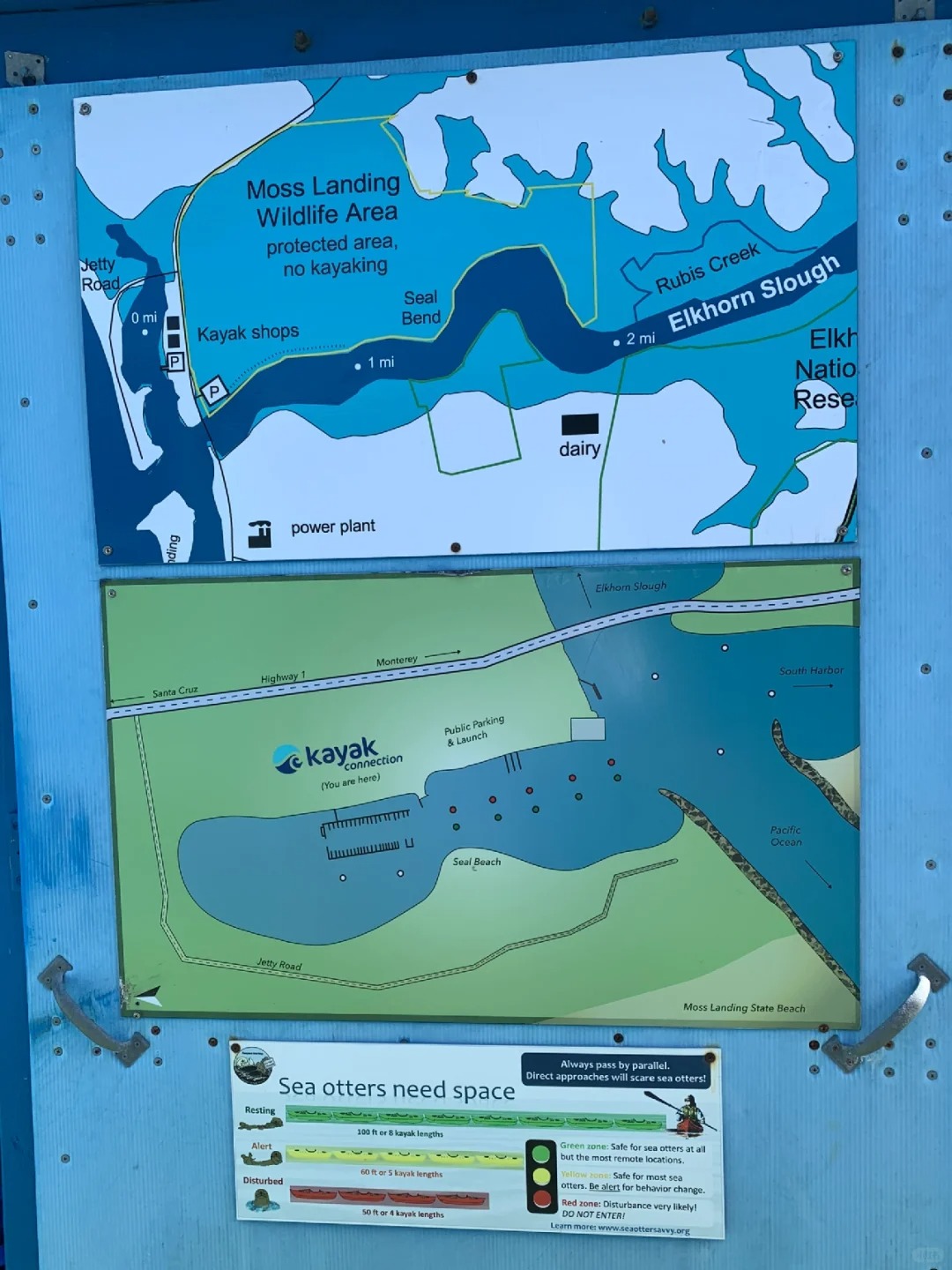 🚣‍♀️ California | Take a boat ride to see adorable sea otters 🦦🌊