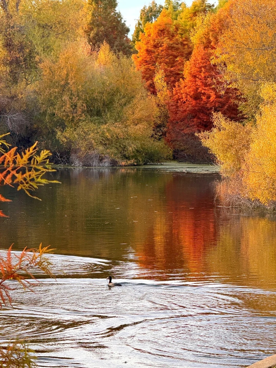 Lesser-known trail in the Bay Area that offers stunning autumn colors
