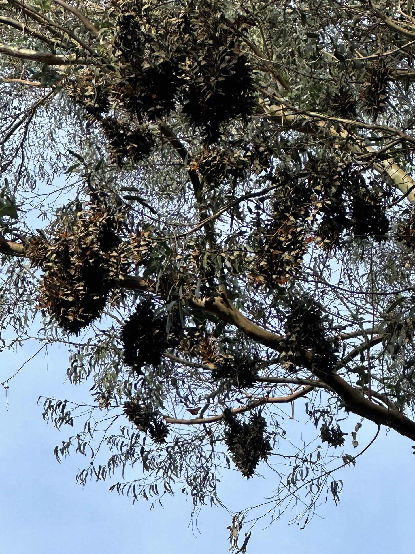 🦋 Monarch Butterfly Nature Preserve 🦋