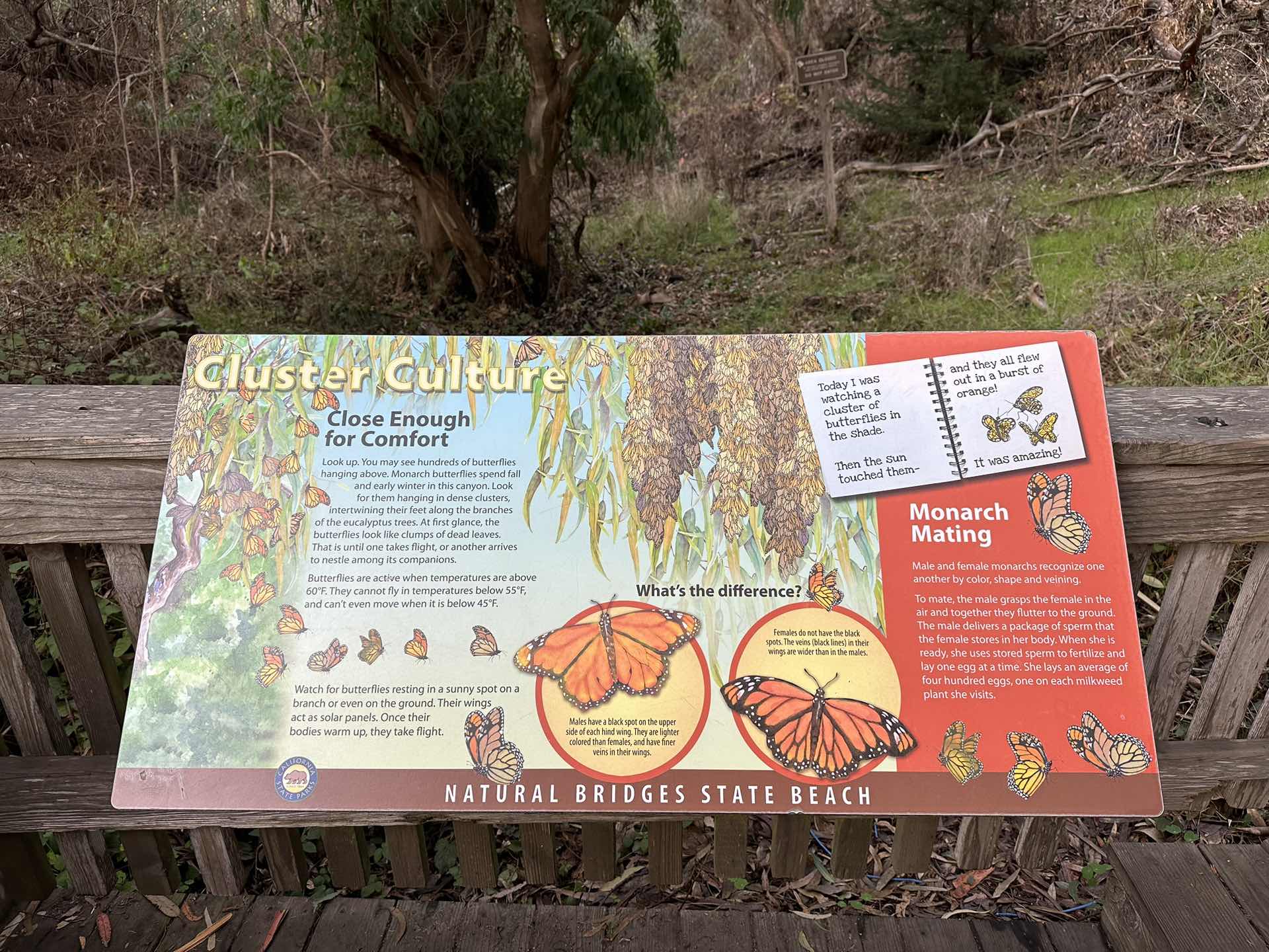 🦋 Monarch Butterfly Nature Preserve 🦋