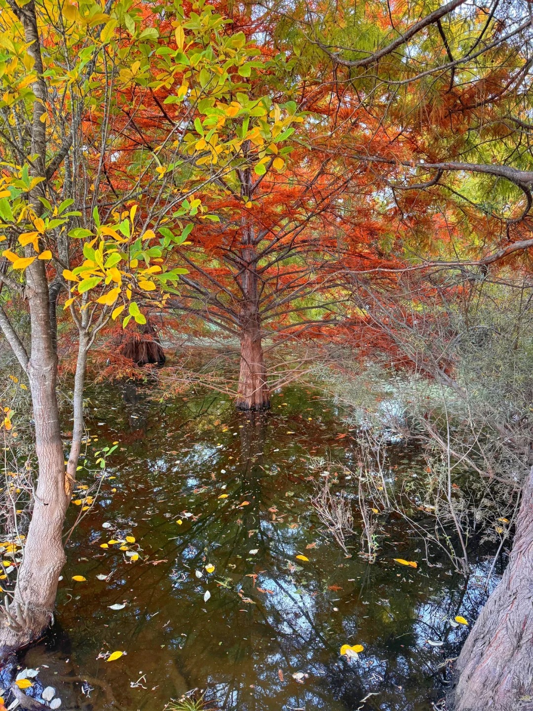 Lesser-known trail in the Bay Area that offers stunning autumn colors