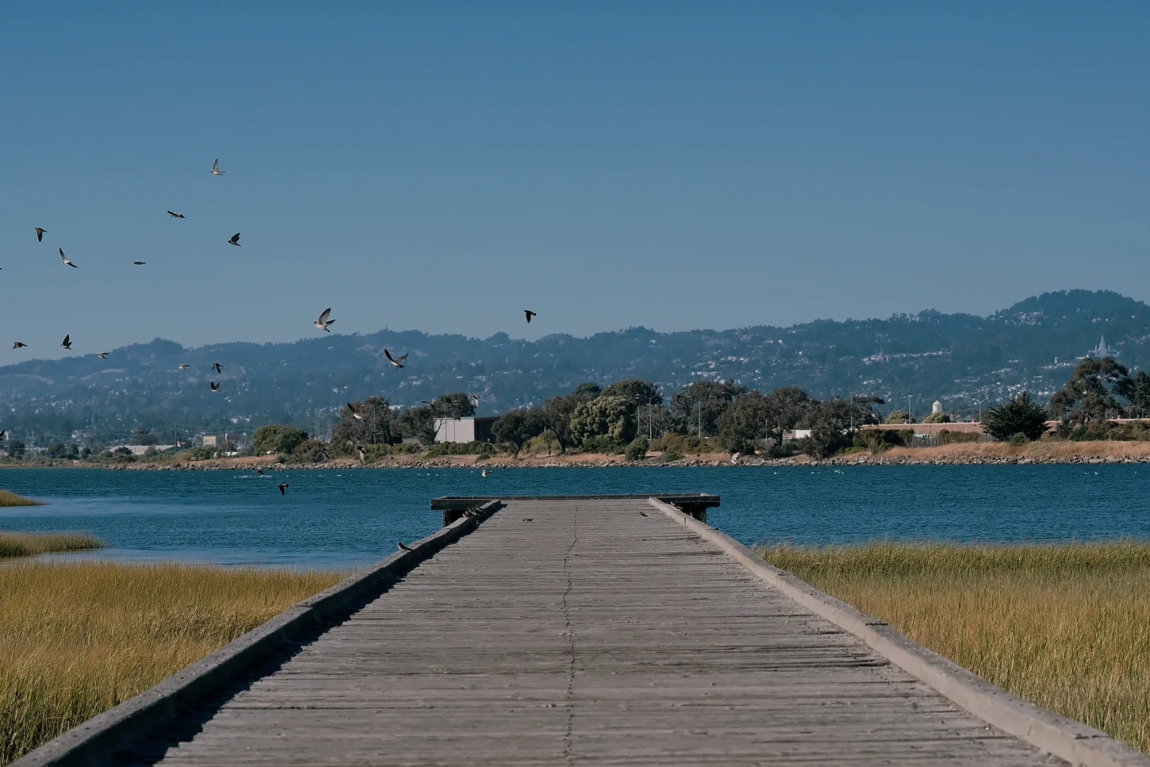 Discover Hidden Wetland Hiking Trails in the Bay Area 