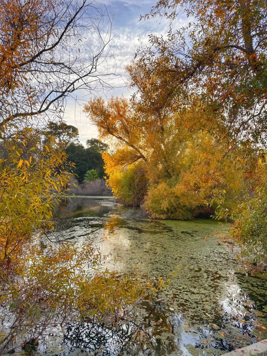 Lesser-known trail in the Bay Area that offers stunning autumn colors