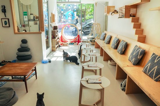  The Best Cat Cafes in Bay Area