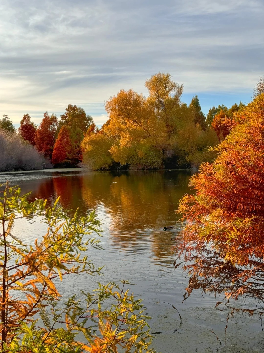 Lesser-known trail in the Bay Area that offers stunning autumn colors