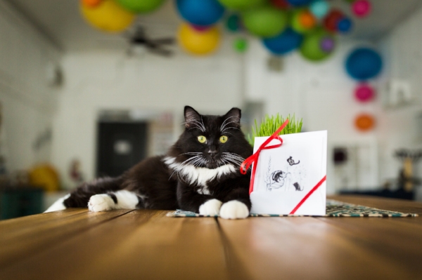  The Best Cat Cafes in Bay Area