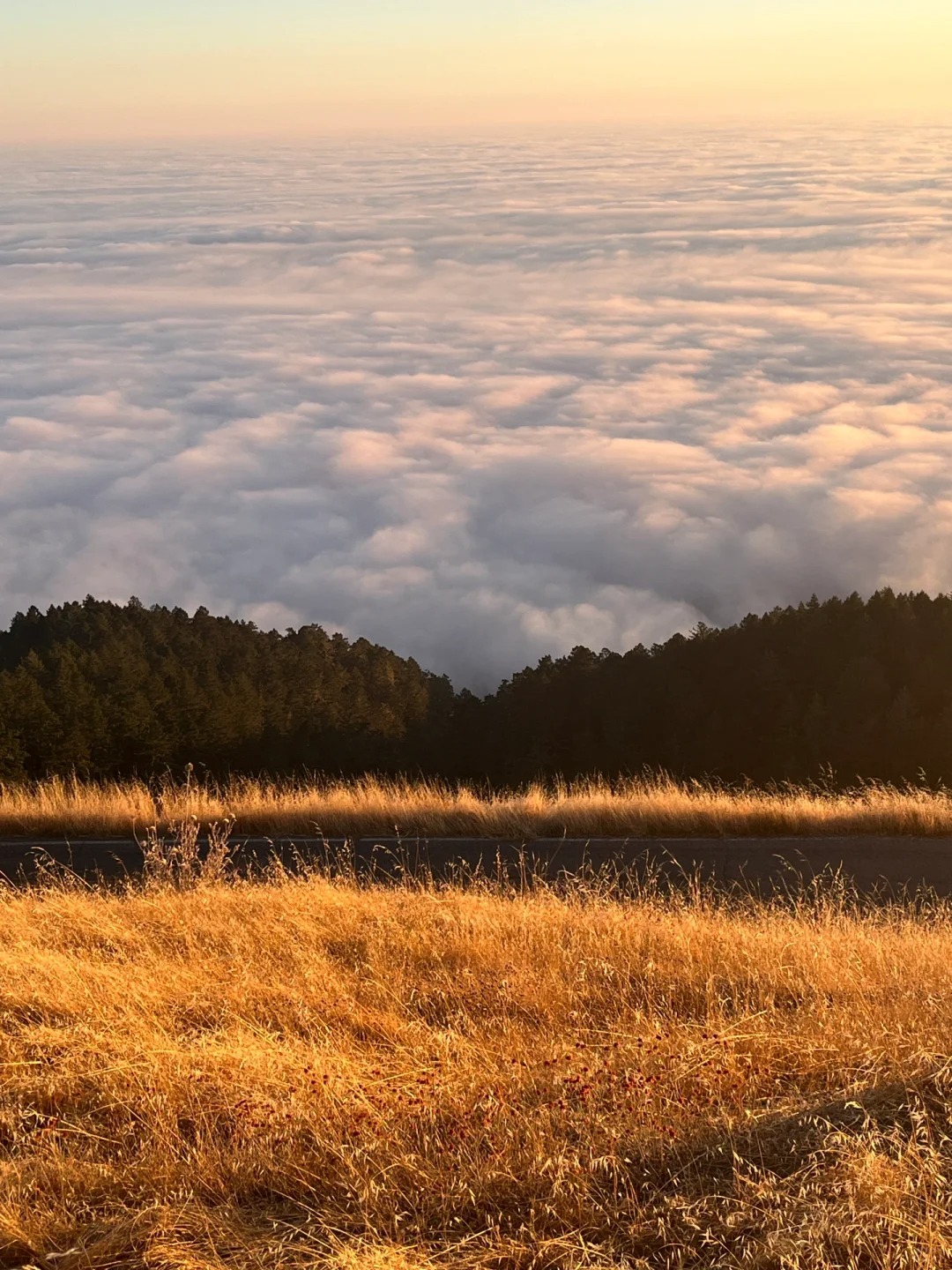 Pacific Sunset Collection in Bay Area | Cloud Watching!