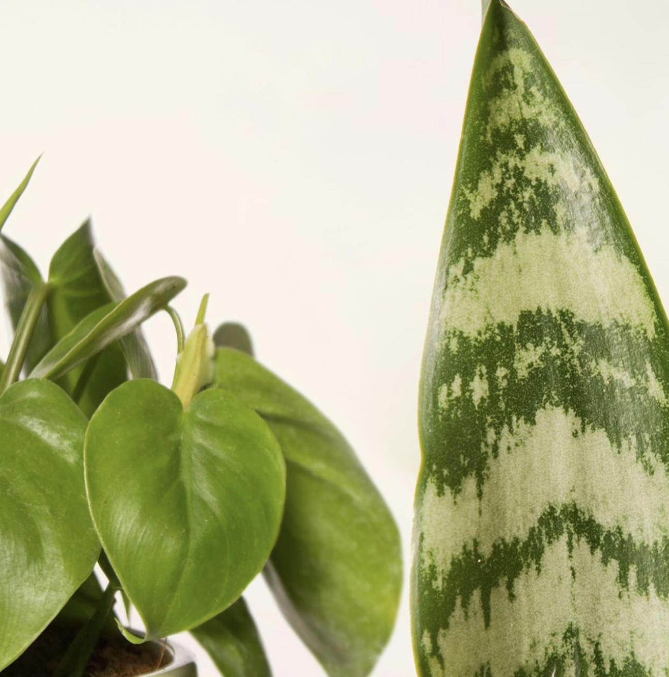 🌿 Low-Light Plant Lovers, This One's for You! 🌞🚫
