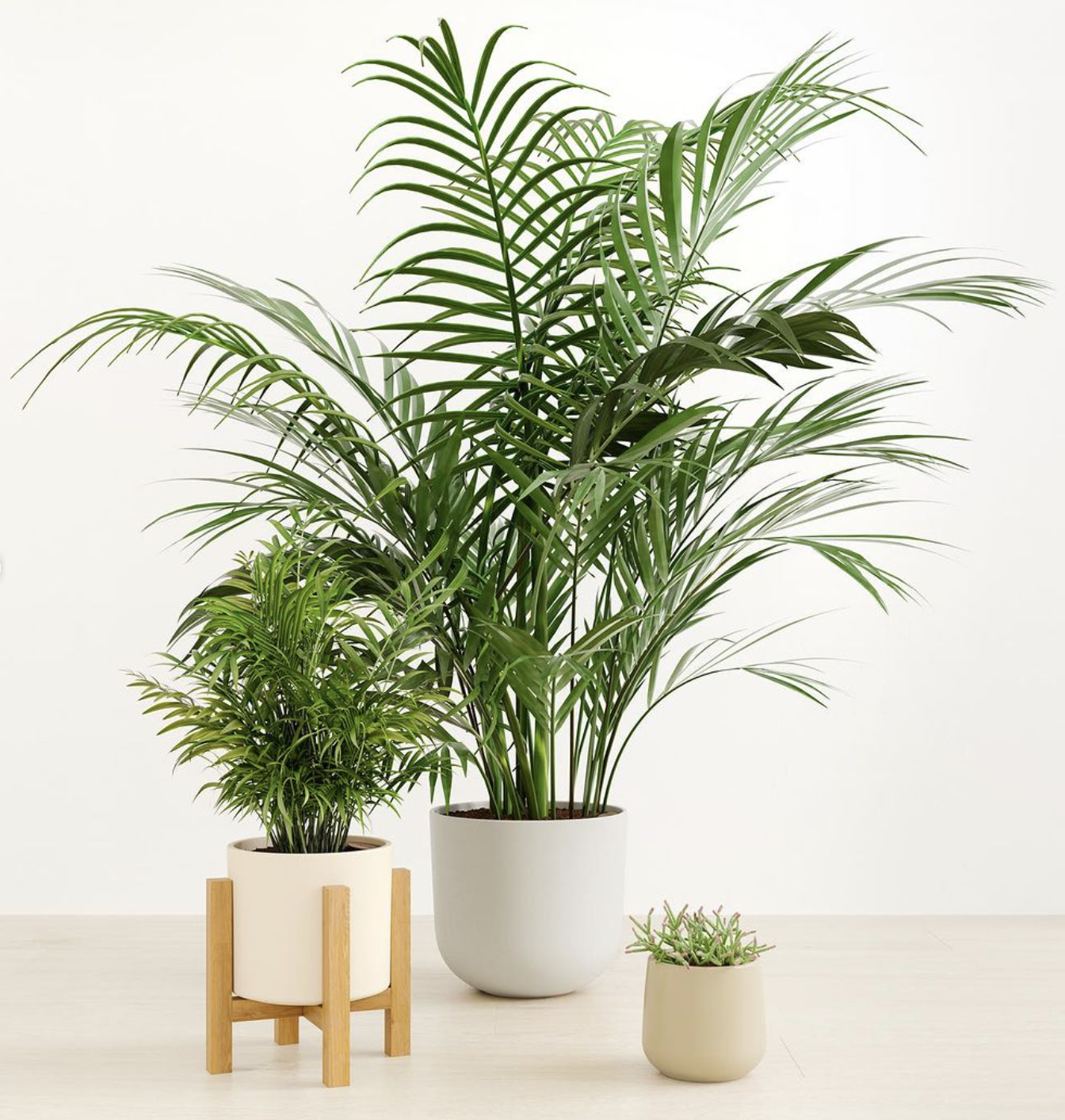 Pet Parents, Meet Your New Fave｜The Palm Paradise Trio 🌴🐶🐱