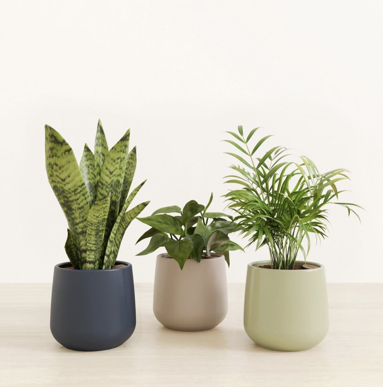 🌿 Low-Light Plant Lovers, This One's for You! 🌞🚫