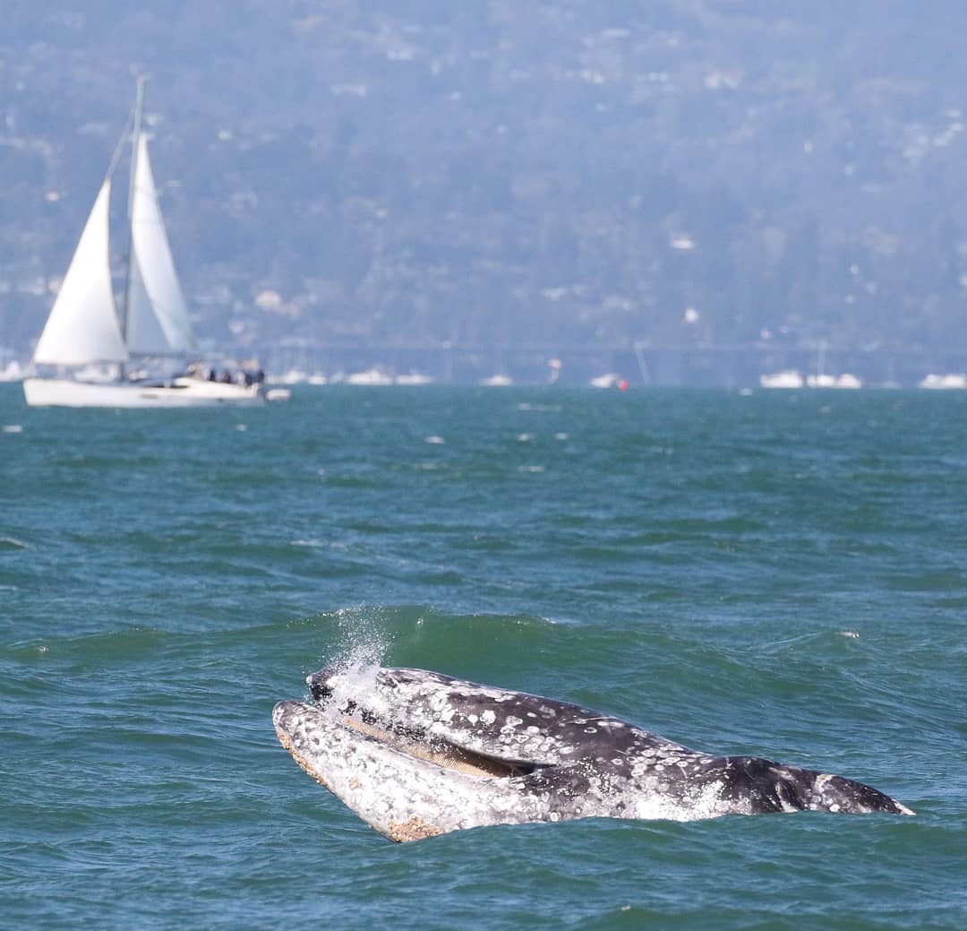 Places To Go Whale Watching Around The Bay Area