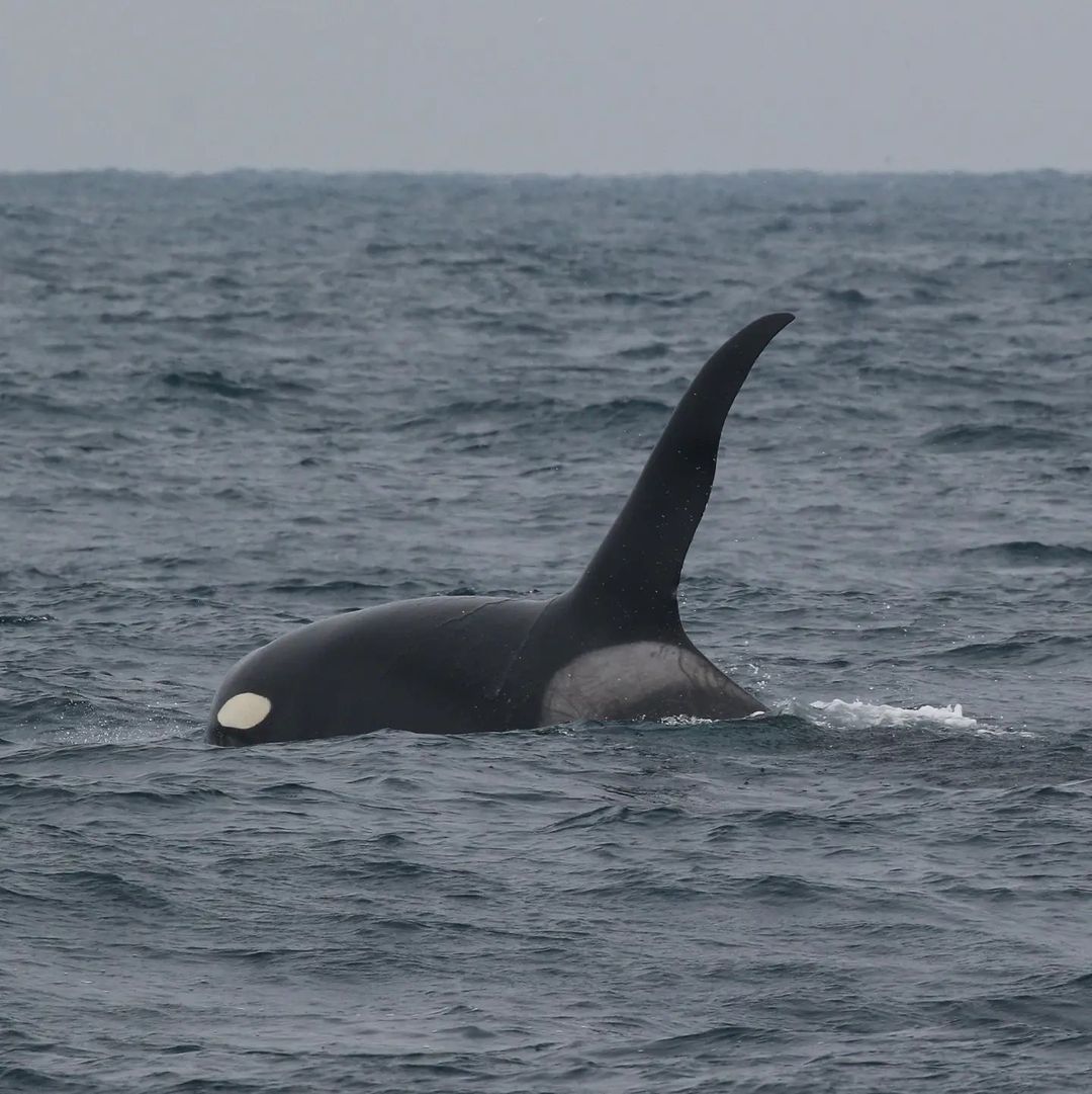 Places To Go Whale Watching Around The Bay Area