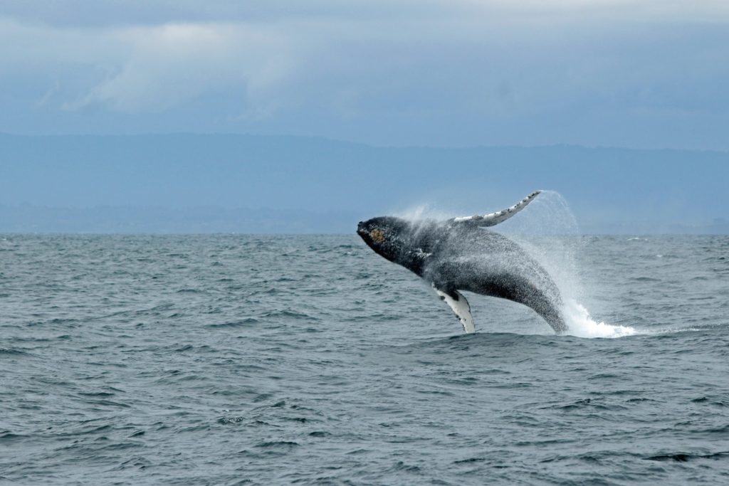 Places To Go Whale Watching Around The Bay Area