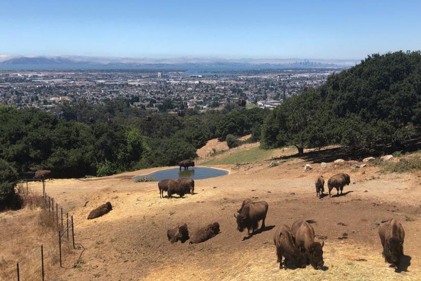 The Ultimate Guide to Visiting the Oakland Zoo with Kids