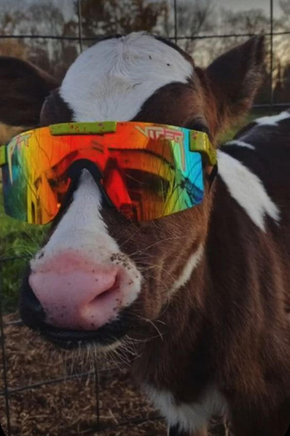 Cute Cows in the Field