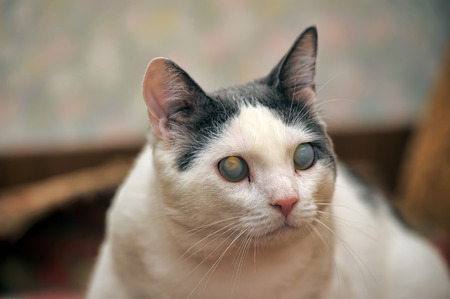 Signs Your Pet May Be Losing Their Eyesight