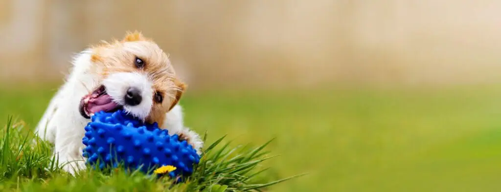 The Best Super Chewer Toys For Your Dog