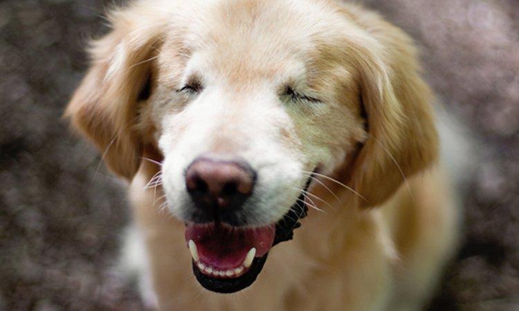 Signs Your Pet May Be Losing Their Eyesight