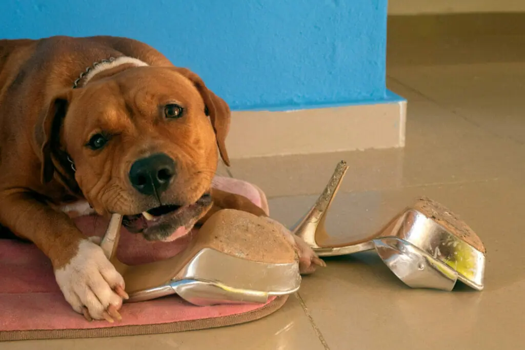 The Best Super Chewer Toys For Your Dog