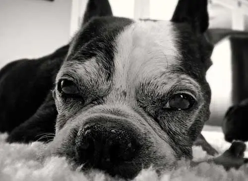 Signs Your Pet May Be Losing Their Eyesight