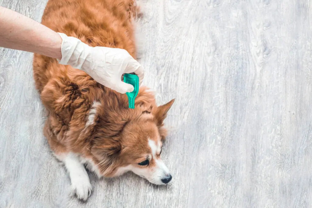How to Avoid Ticks and Fleas Without Using Harmful Chemicals?