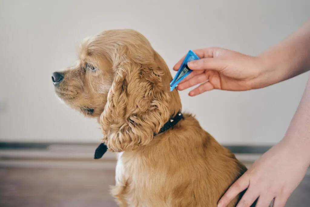 How to Avoid Ticks and Fleas Without Using Harmful Chemicals?