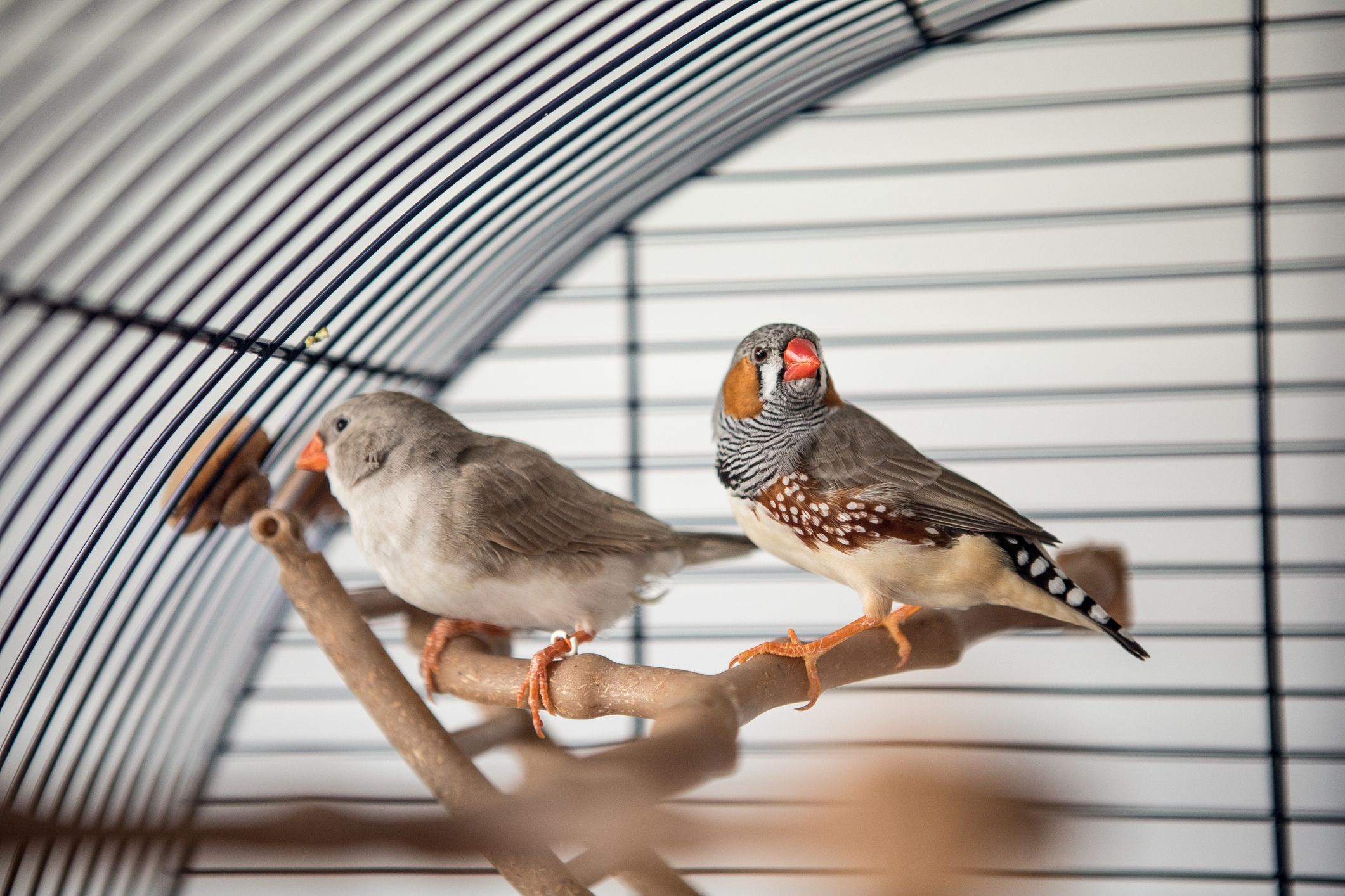How to Housing a Bird