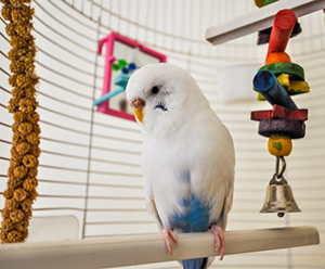 How to Housing a Bird