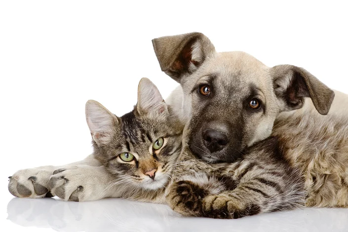 7 Factors to Consider When Choosing a Pet
