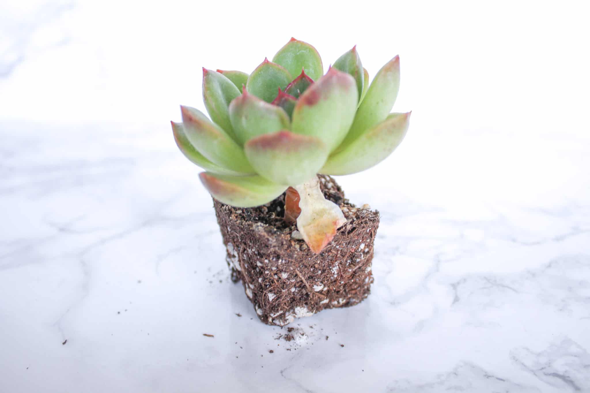 🌱 Learn to Diagnose and Resolve Common Succulent Problems. 🌱
