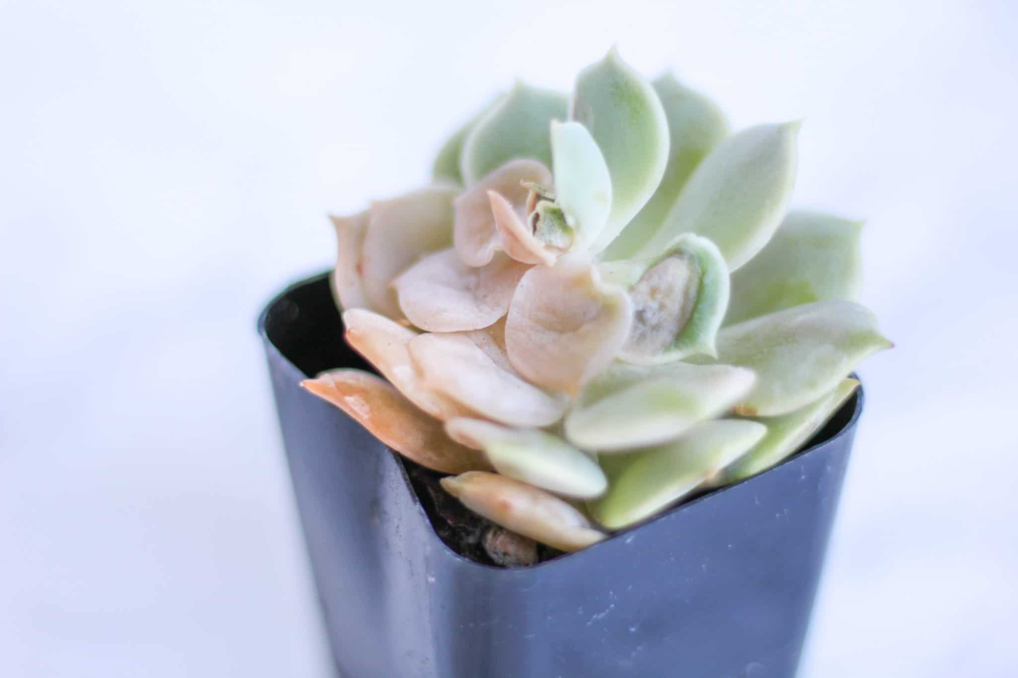 🌱 Learn to Diagnose and Resolve Common Succulent Problems. 🌱
