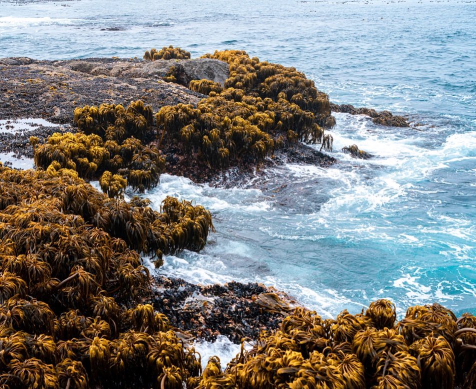 Mendocino: a weekend getaway for Bay Area residents 🌊