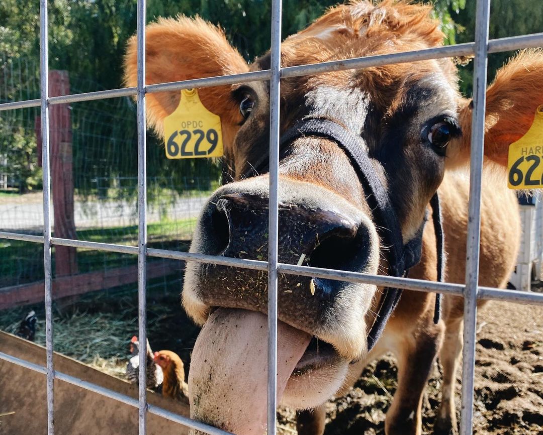 Place to go for a full farm experience in Bay Area