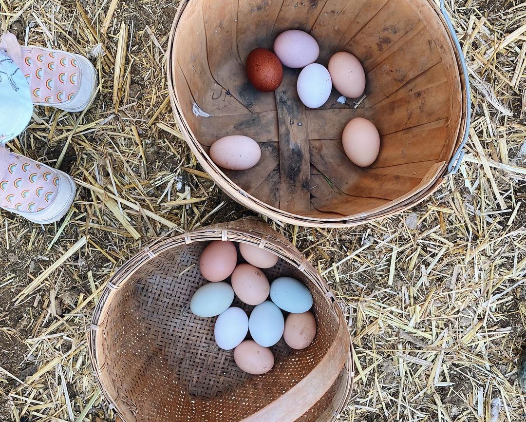 Place to go for a full farm experience in Bay Area
