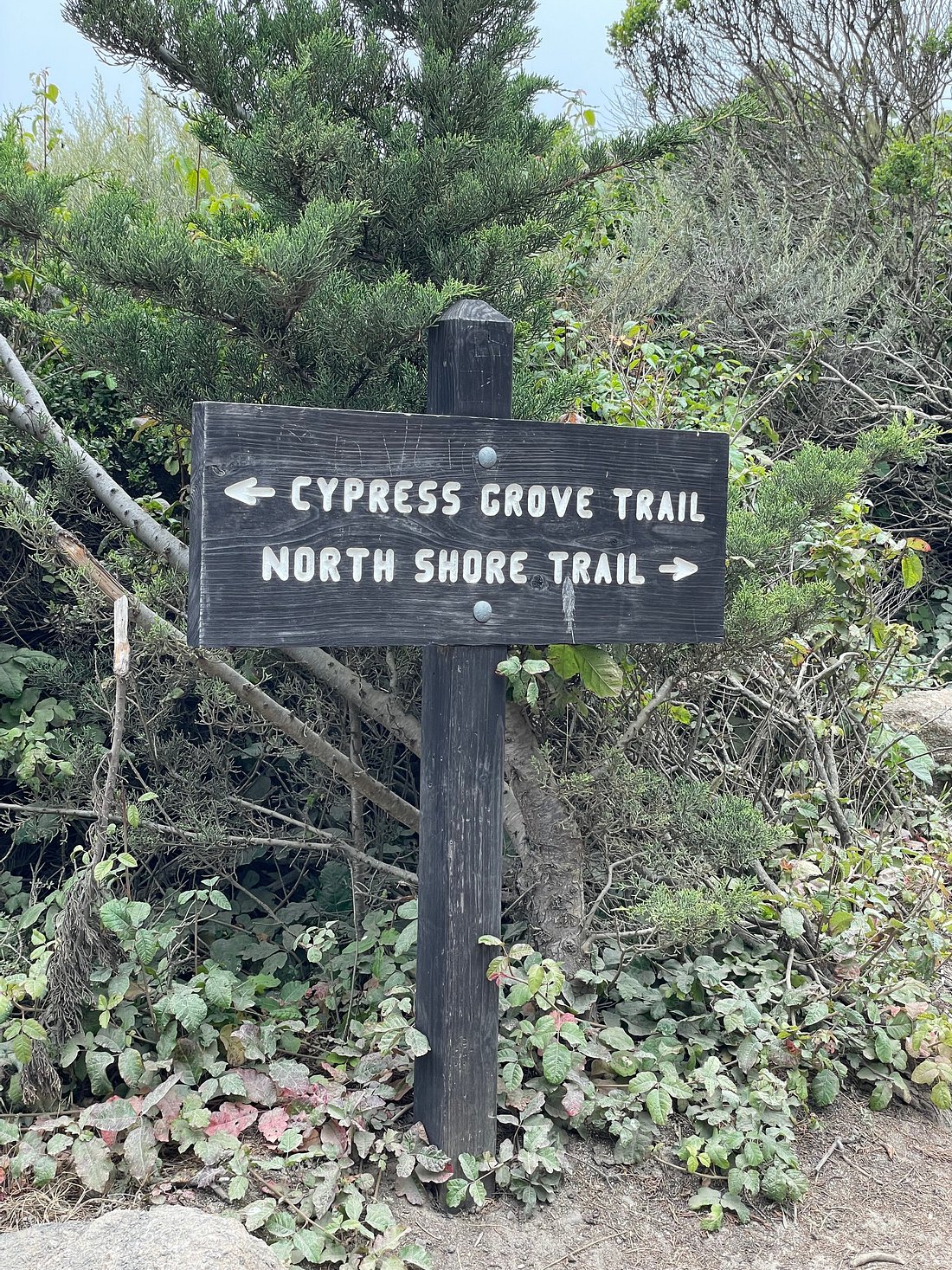 Point Lobos Nature Walk: Great Hike with a Great Guide!