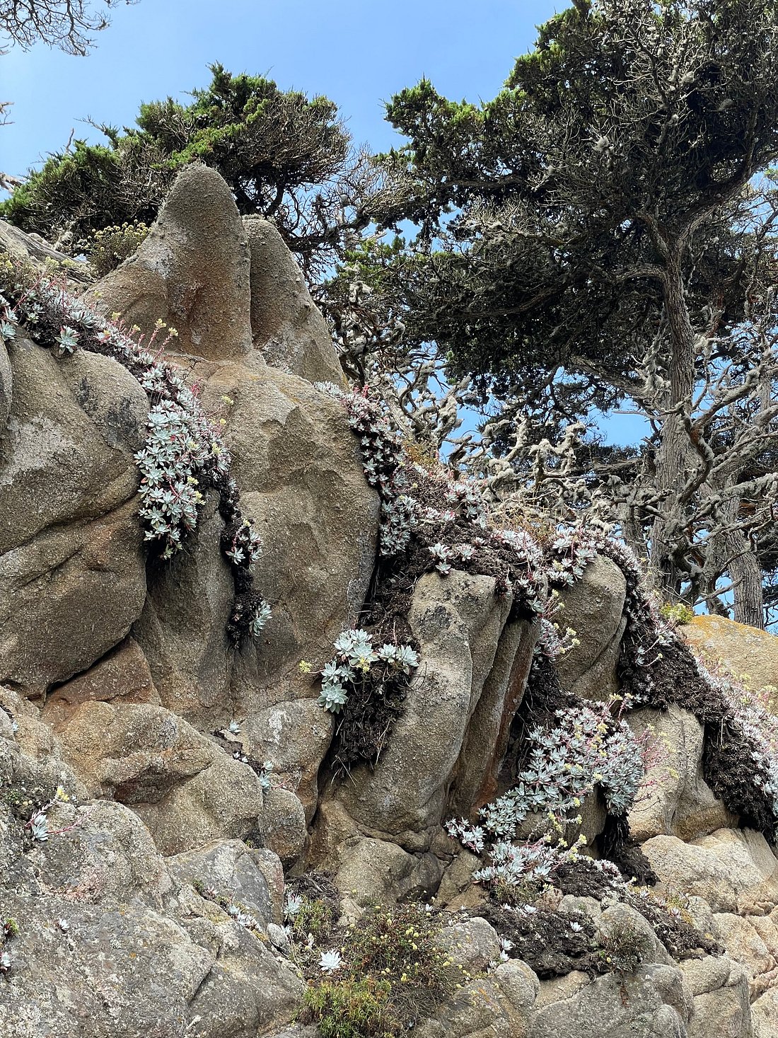 Point Lobos Nature Walk: Great Hike with a Great Guide!