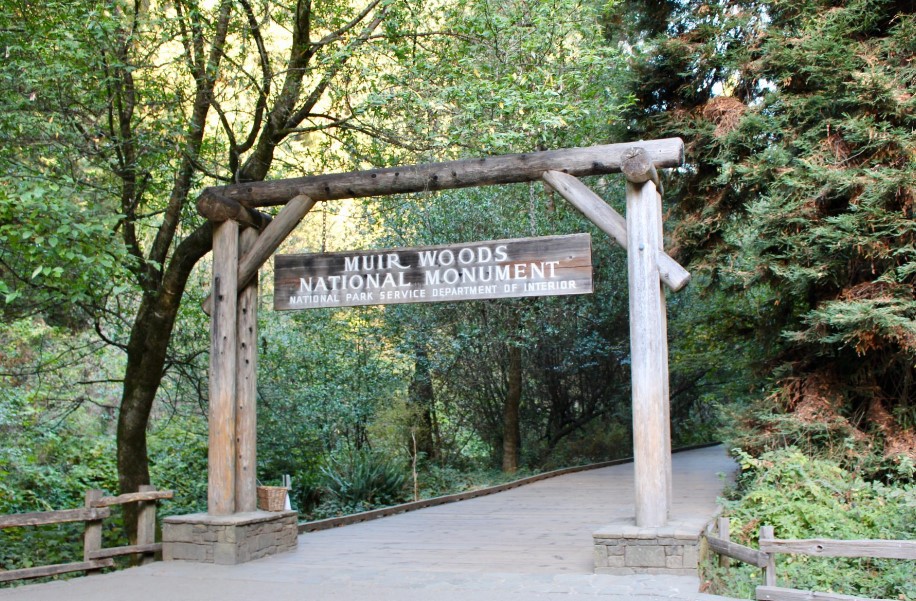 Exploring the Muir Woods: A San Francisco Day Trip