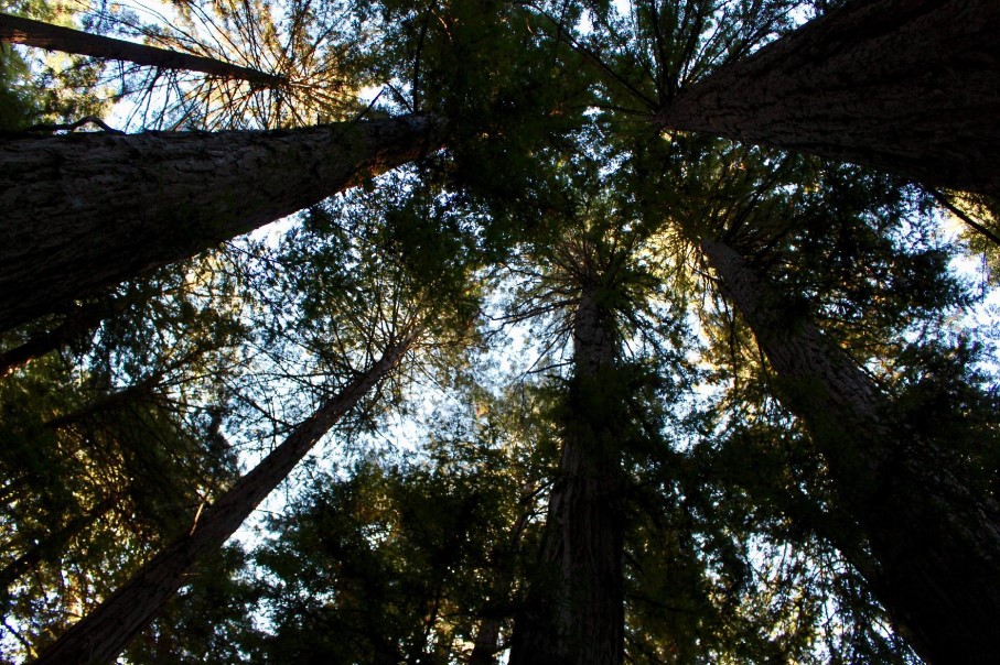 Exploring the Muir Woods: A San Francisco Day Trip